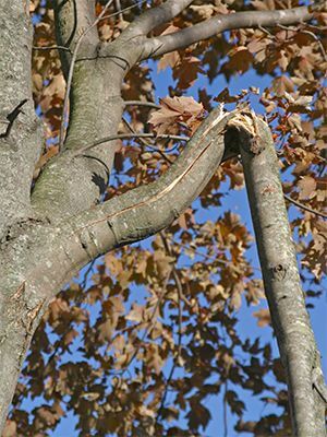 Broken Tree Branch